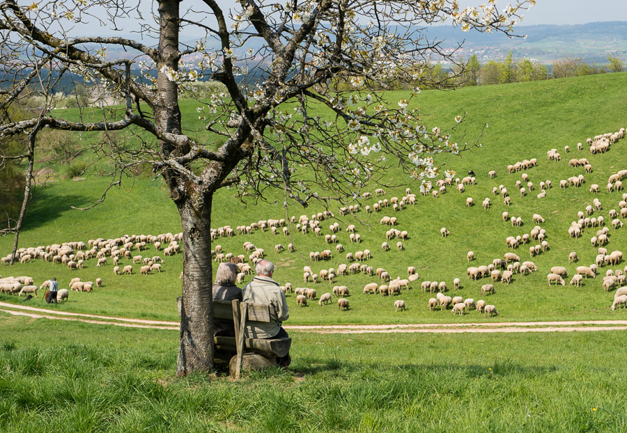 Schafherde am Sklavenweiher Kalchreuth
